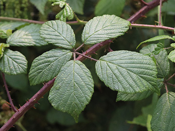 Rubus foliosus
