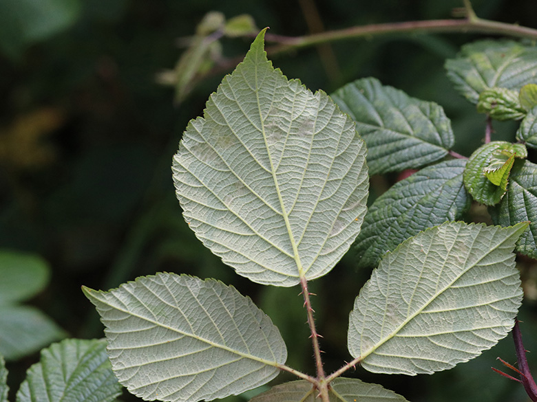 Rubus foliosus