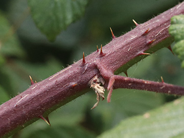 Rubus foliosus