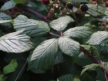 Rubus foliosus