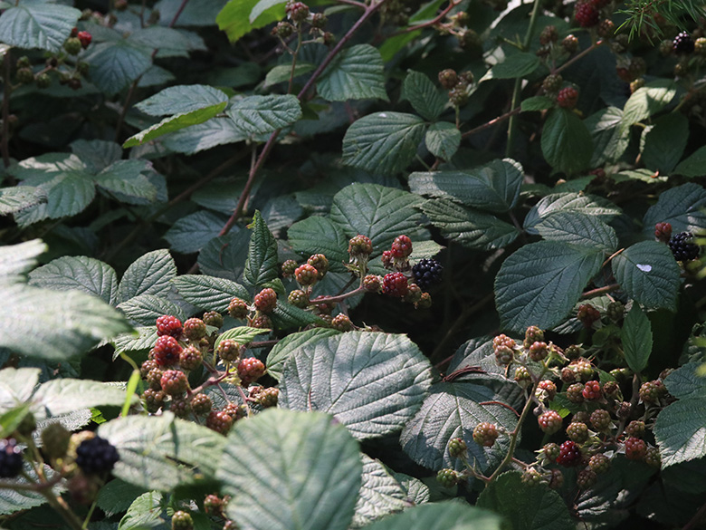 Rubus foliosus