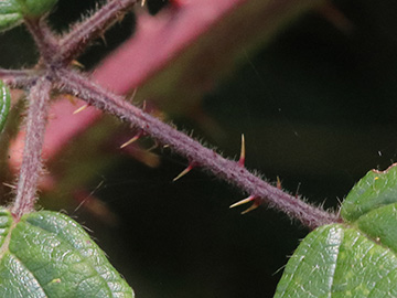 Rubus foliosus