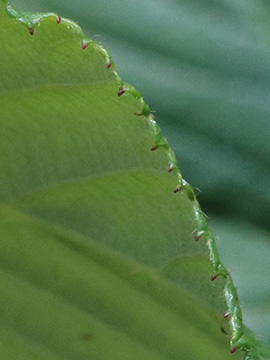 Rubus foliosus