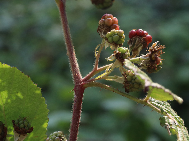 Rubus foliosus