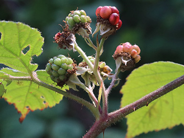 Rubus foliosus