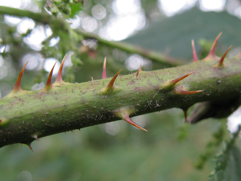 Rubus fuscus