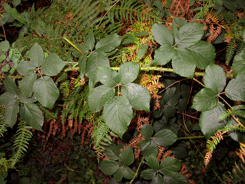 Rubus fuscus