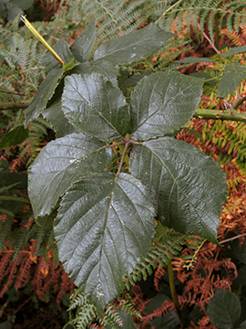 Rubus fuscus