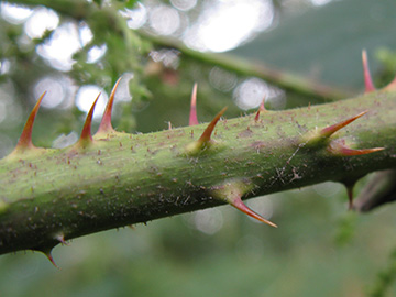 Rubus fuscus