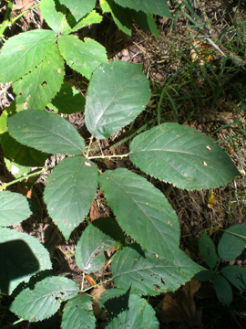 Rubus geniculatus