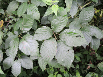 Rubus geniculatus
