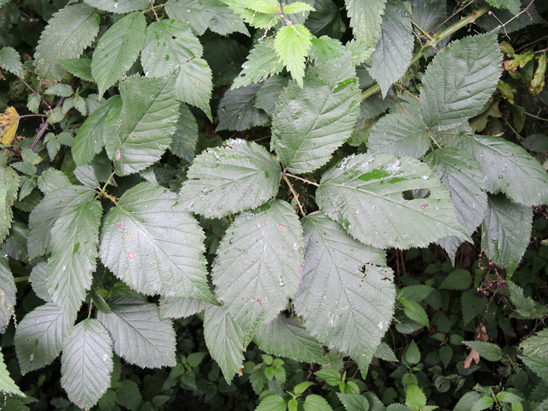 Rubus geniculatus