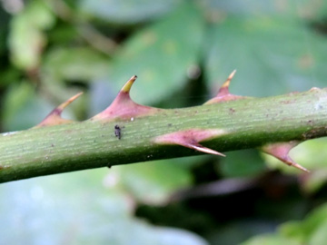 Rubus geniculatus