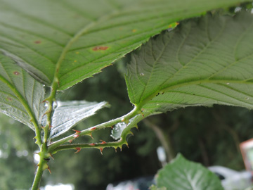 Rubus geniculatus