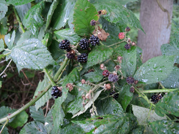 Rubus geniculatus