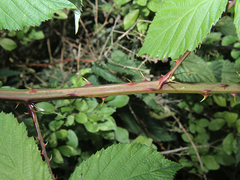 Rubus geniculatus