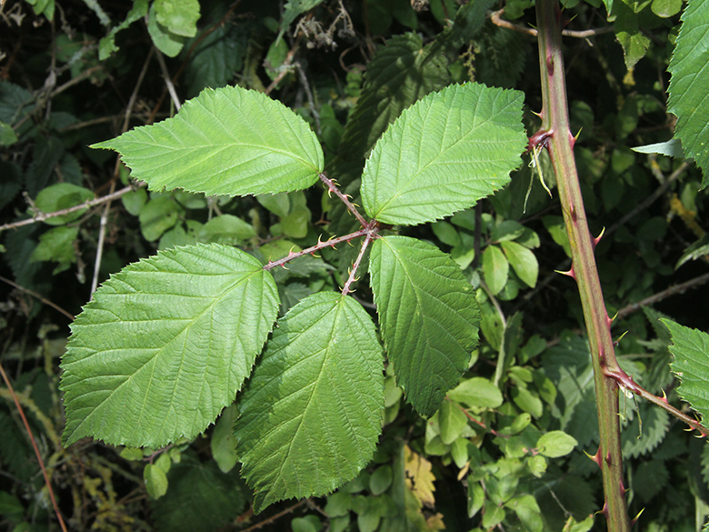 Rubus geniculatus