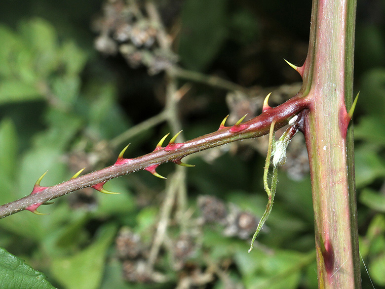 Rubus geniculatus