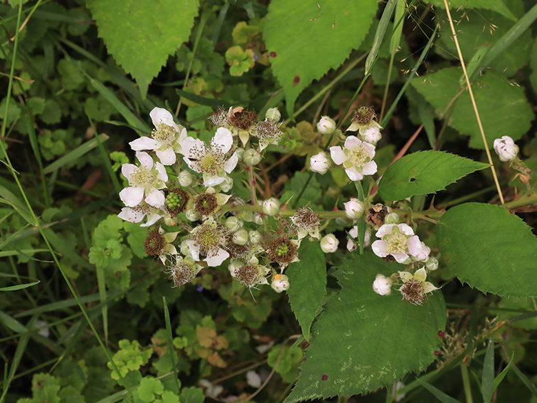 Rubus geniculatus