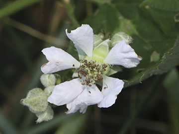 Rubus geniculatus