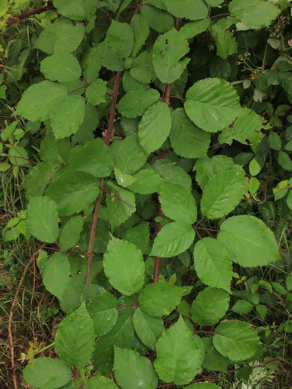 Rubus grabowski