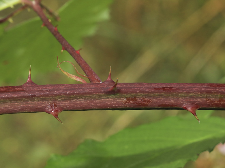Rubus grabowski