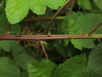 Rubus grabowski