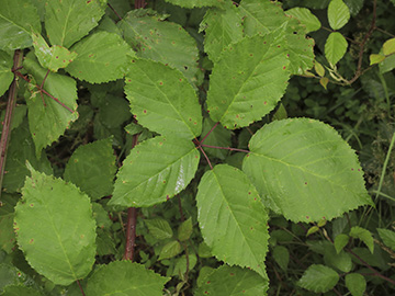 Rubus grabowski