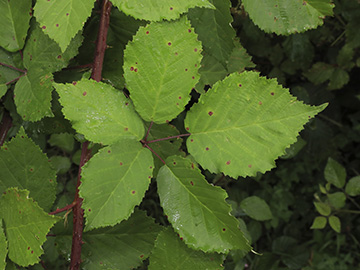 Rubus grabowski