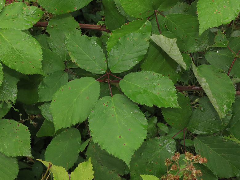 Rubus grabowski