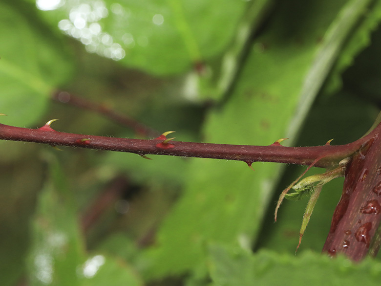 Rubus grabowski