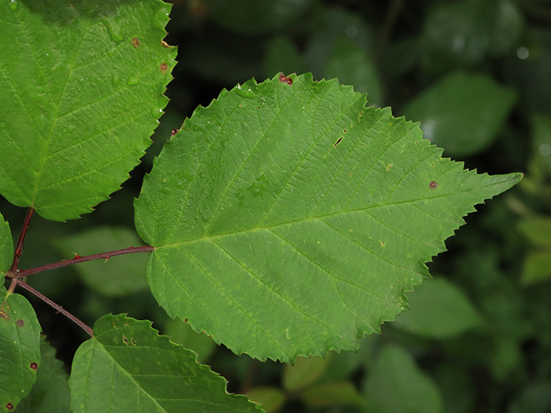 Rubus grabowski