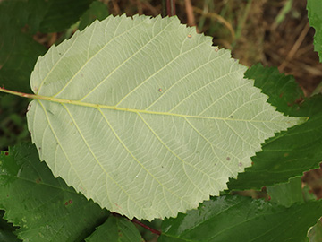 Rubus grabowski