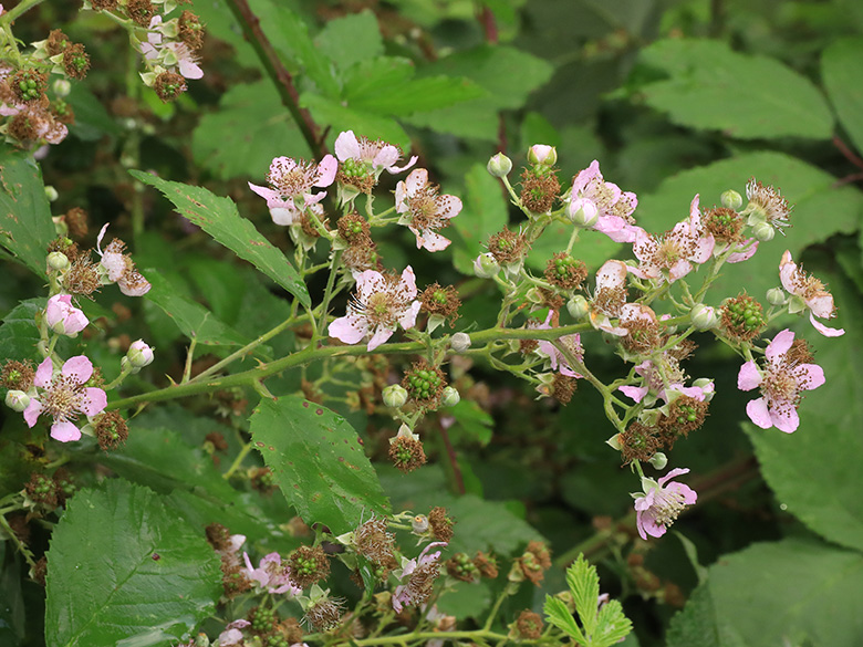 Rubus grabowski