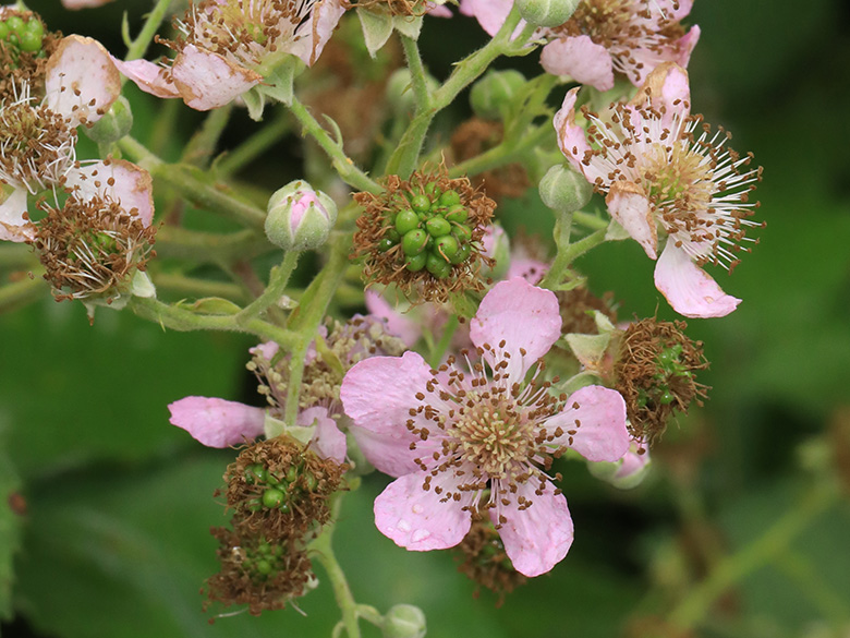 Rubus grabowski