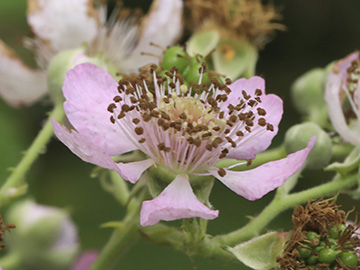 Rubus grabowski