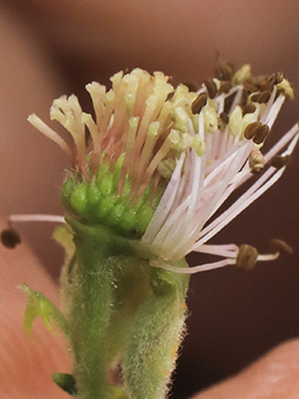 Rubus grabowski