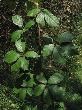 Rubus grabowski