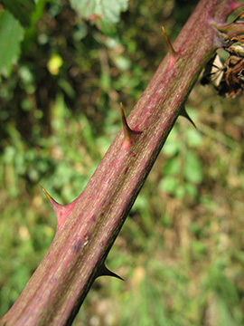 Rubus grabowski