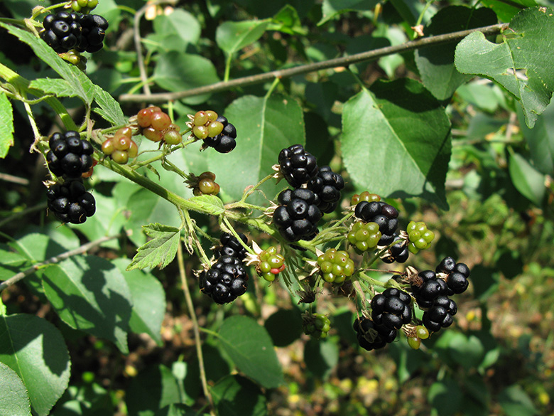 Rubus grabowski