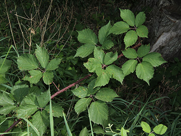 Rubus gratus