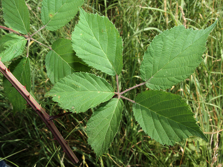 Rubus gratus