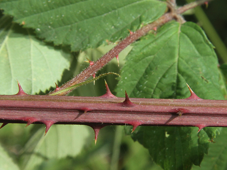 Rubus gratus