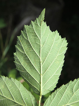 Rubus gratus