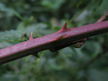 Rubus gratus
