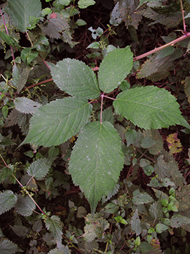 Rubus gratus