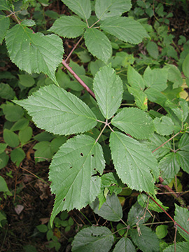 Rubus gratus
