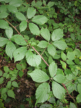 Rubus gratus