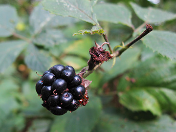 Rubus gratus
