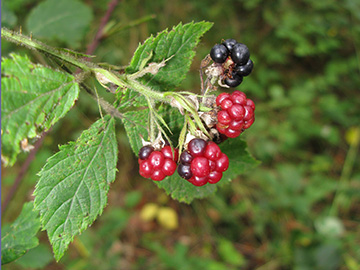 Rubus gratus